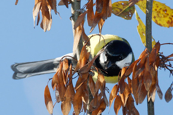 Great Tit (Parus major) male