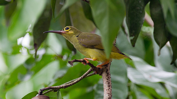 Spectacled Spiderhunter (Arachnothera flavigaster)