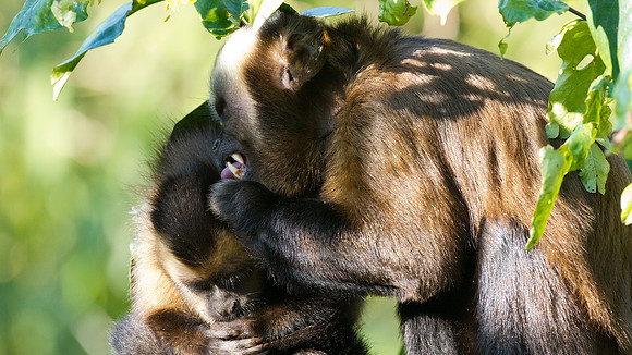 Brown capuchin (Cebus apella)