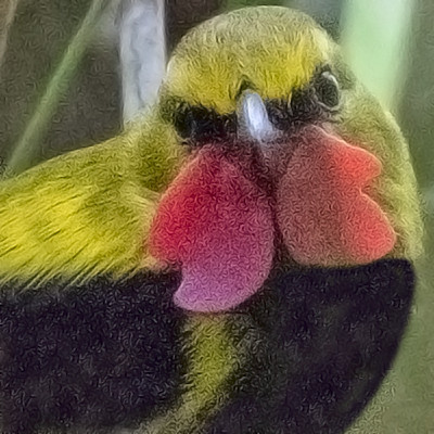 Wattled ploughbill (Eulacestoma nigropectus) Male