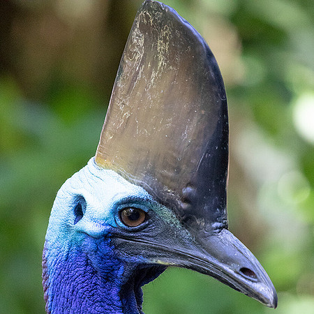 Southern cassowary (Casuarius casuarius)