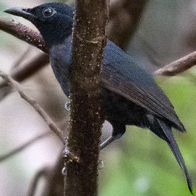 Black berrypecker (Melanocharis nigra) Male