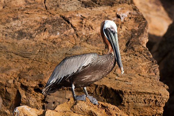 Brown Pelican (Pelecanus occidentalis)
