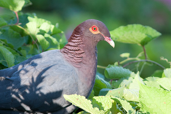 Scaly-naped Pigeon (Patagioenas squamosa)