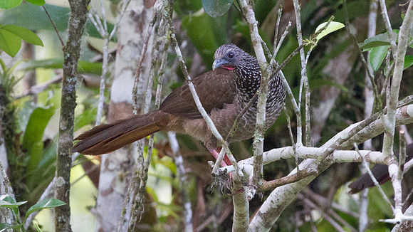Speckled Chachalaca (Ortalis guttata)