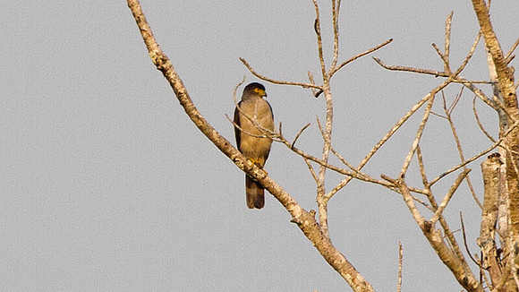 Bicolored Hawk (Accipiter bicolor)