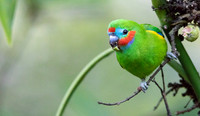 Double-eyed fig parrot (Cyclopsitta diophthalma)
