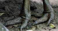 Southern cassowary (Casuarius casuarius) Female