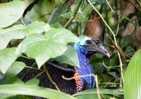 Southern cassowary (Casuarius casuarius) Female