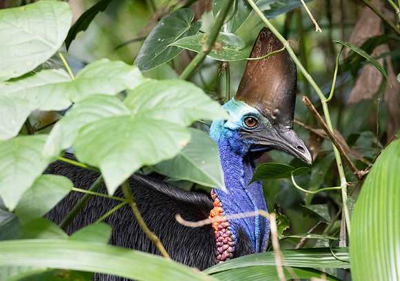 Southern cassowary (Casuarius casuarius) Female