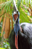 Southern cassowary (Casuarius casuarius) Female