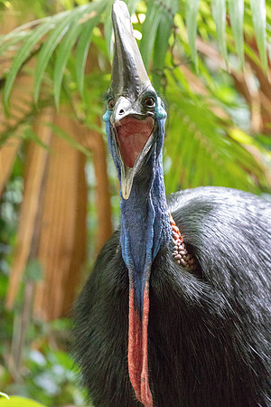 Southern cassowary (Casuarius casuarius) Female