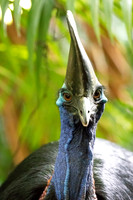 Southern cassowary (Casuarius casuarius) Female