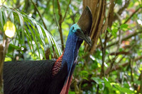 Southern cassowary (Casuarius casuarius) Female