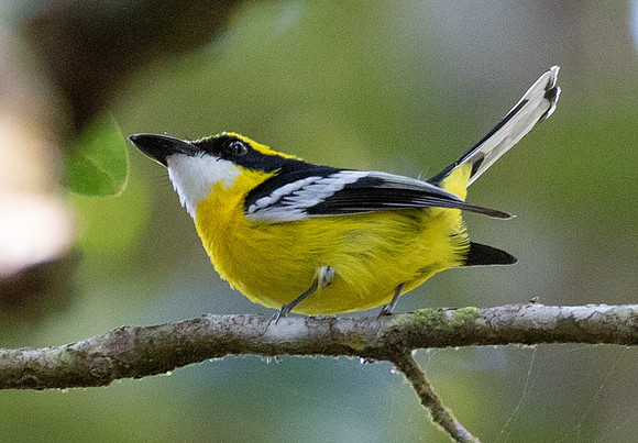 Yellow-breasted boatbill (Machaerirhynchus flaviventer)