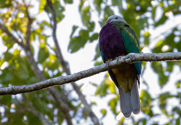 Wompoo fruit dove (Ptilinopus magnificus)