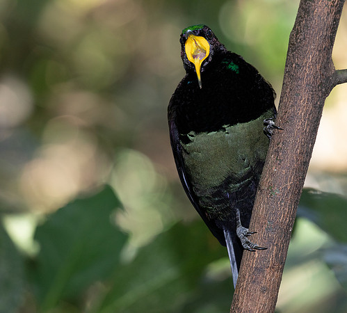 Victoria's riflebird (Ptiloris victoriae) Male