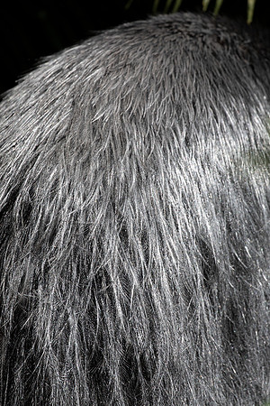 Southern cassowary (Casuarius casuarius)
