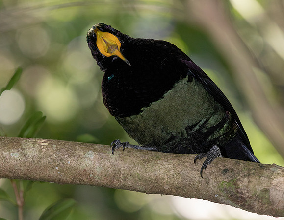 Victoria's riflebird (Ptiloris victoriae) Male