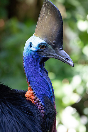 Southern cassowary (Casuarius casuarius)