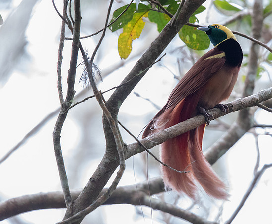 Raggiana bird-of-paradise (Paradisaea raggiana) Male