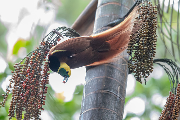 Raggiana bird-of-paradise (Paradisaea raggiana) Male