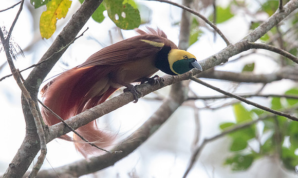 Raggiana bird-of-paradise (Paradisaea raggiana) Male