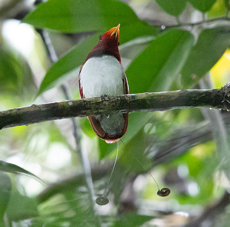 King bird-of-paradise (Cicinnurus regius) Male