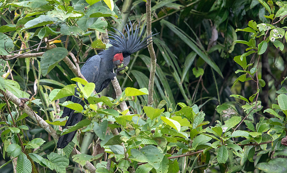 Palm cockatoo (Probosciger aterrimus)