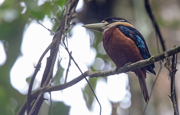 Rufous-bellied kookaburra (Dacelo gaudichaud)