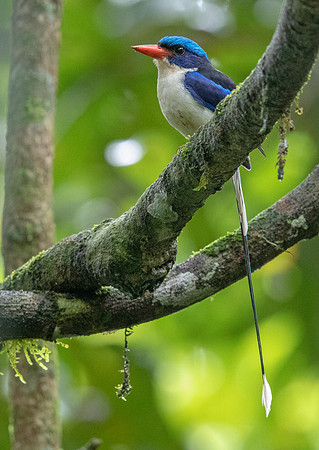 Common paradise kingfisher (Tanysiptera galatea)