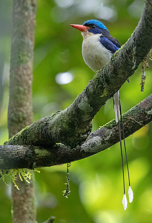 Common paradise kingfisher (Tanysiptera galatea)