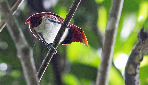 King bird-of-paradise (Cicinnurus regius) Male