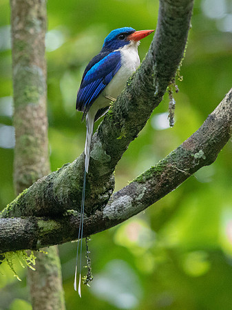 Common paradise kingfisher (Tanysiptera galatea)