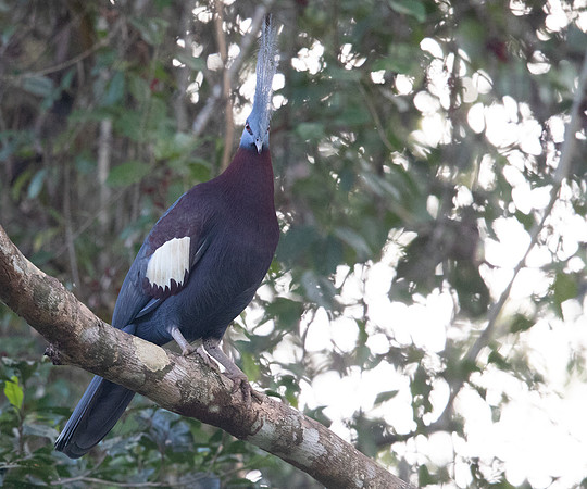 Sclater's crowned pigeon (Goura sclaterii)