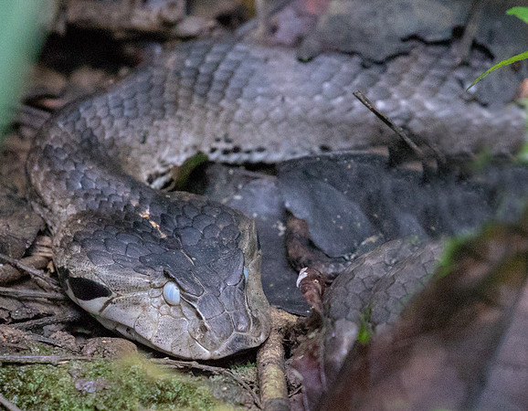 Common death adder (Acanthophis antarcticus) Female