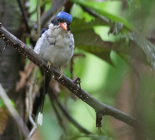 Little paradise kingfisher (Tanysiptera hydrocharis)