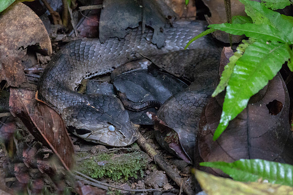 Common death adder (Acanthophis antarcticus) Female