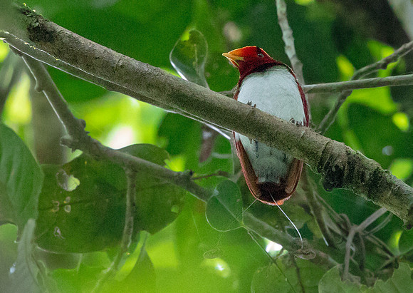 King bird-of-paradise (Cicinnurus regius) Male