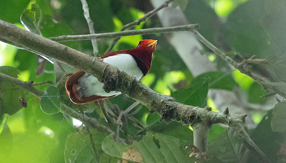 King bird-of-paradise (Cicinnurus regius) Male