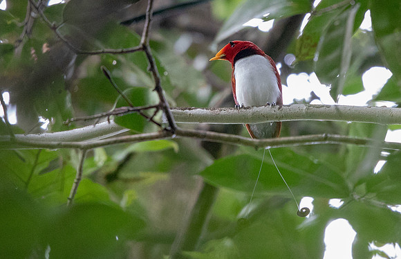King bird-of-paradise (Cicinnurus regius) Male