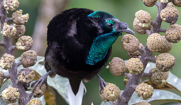 Ribbon-tailed astrapia (Astrapia mayeri) Male