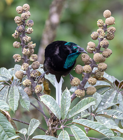 Ribbon-tailed astrapia (Astrapia mayeri) Male