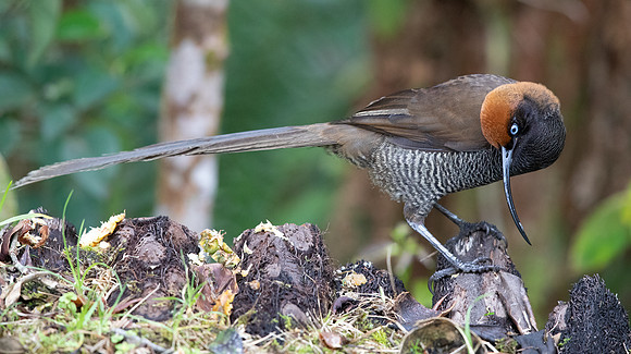 Brown sicklebill (Epimachus meyeri) Female