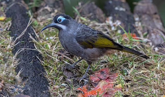 Belford's melidectes (Melidectes belfordi)