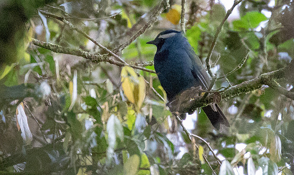 Crested berrypecker (Paramythia montium)