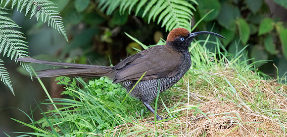 Brown sicklebill (Epimachus meyeri) Female