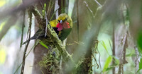 Wattled ploughbill (Eulacestoma nigropectus) Male