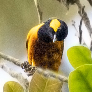 Tit berrypecker (Oreocharis arfaki) Male