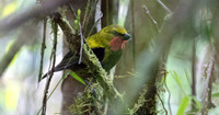 Wattled ploughbill (Eulacestoma nigropectus) Male
